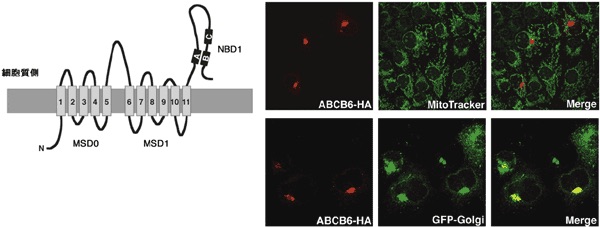 abcb6