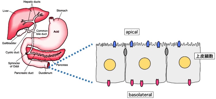 epithelia