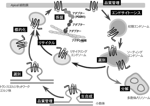 epithelia