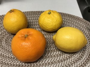 柑橘シーズン（中盤）